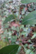 Image of Oriental Lady's-Thumb