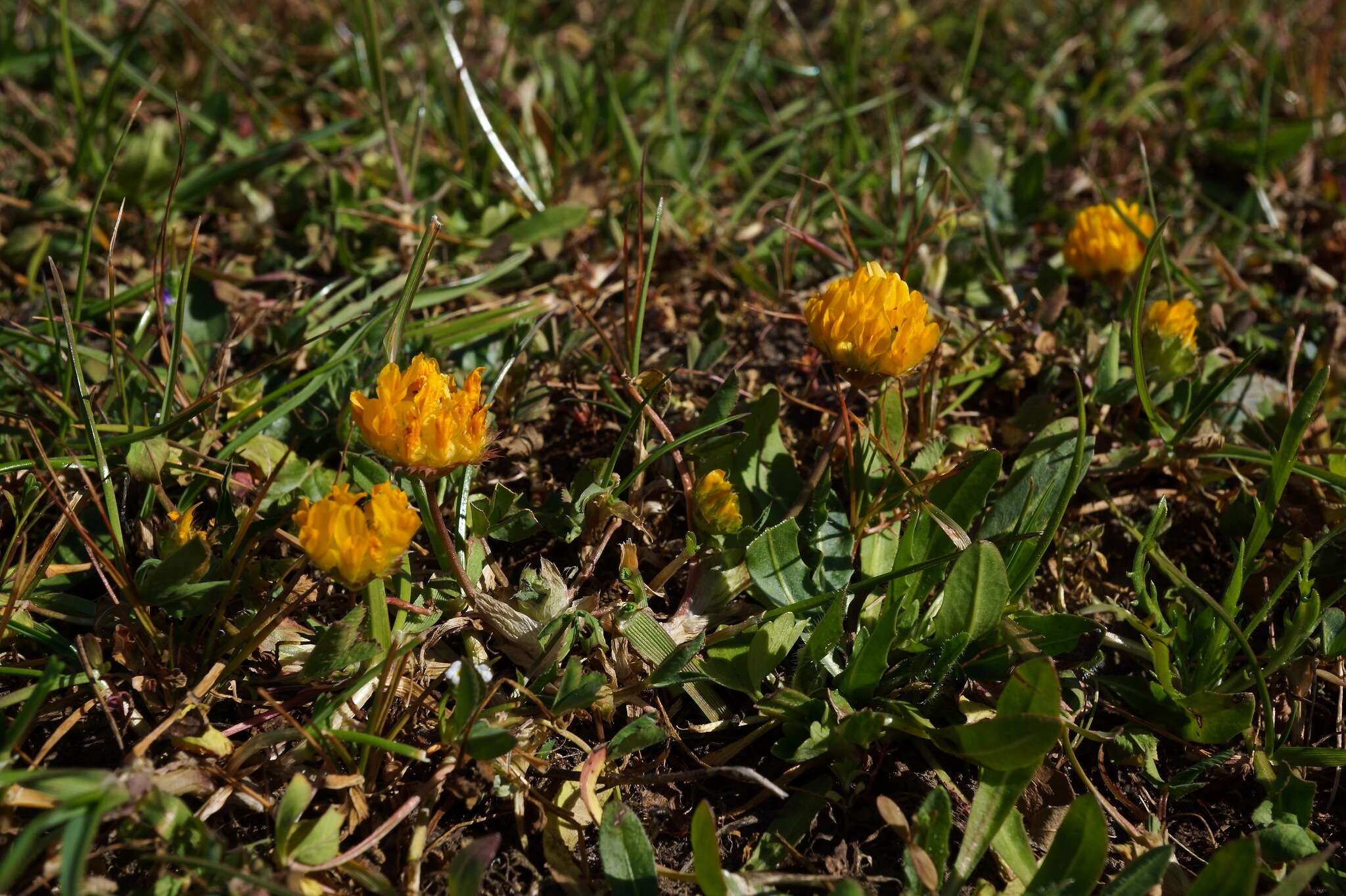 Слика од Trifolium jokerstii Vincent & Rand. Morgan