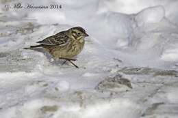 Image of Smith's Longspur