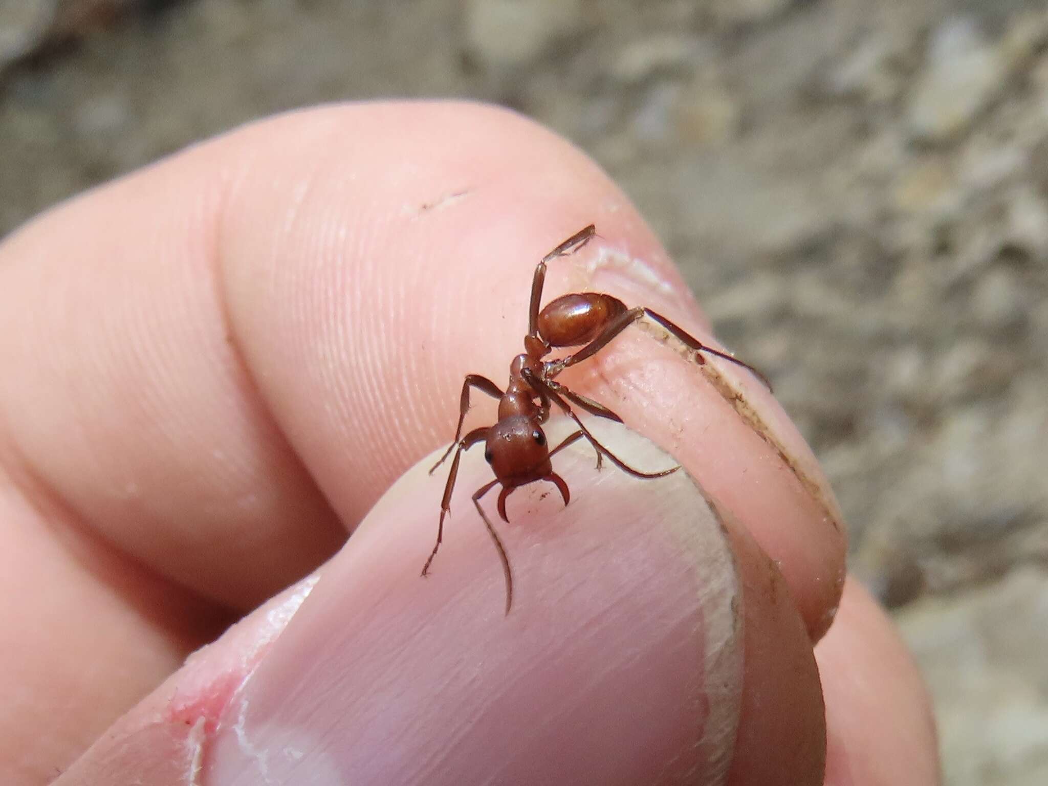 Image of Slave-making ant