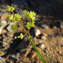 Image of Deverra denudata subsp. aphylla (Cham. & Schltdl.) Pfisterer & Podl.