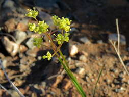 Image of Deverra denudata subsp. aphylla (Cham. & Schltdl.) Pfisterer & Podl.