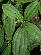 Image of Miconia tenuifolia