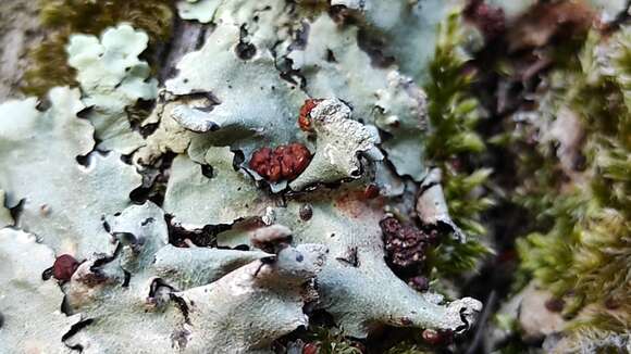 Image of Tremella parmeliarum Diederich 1996