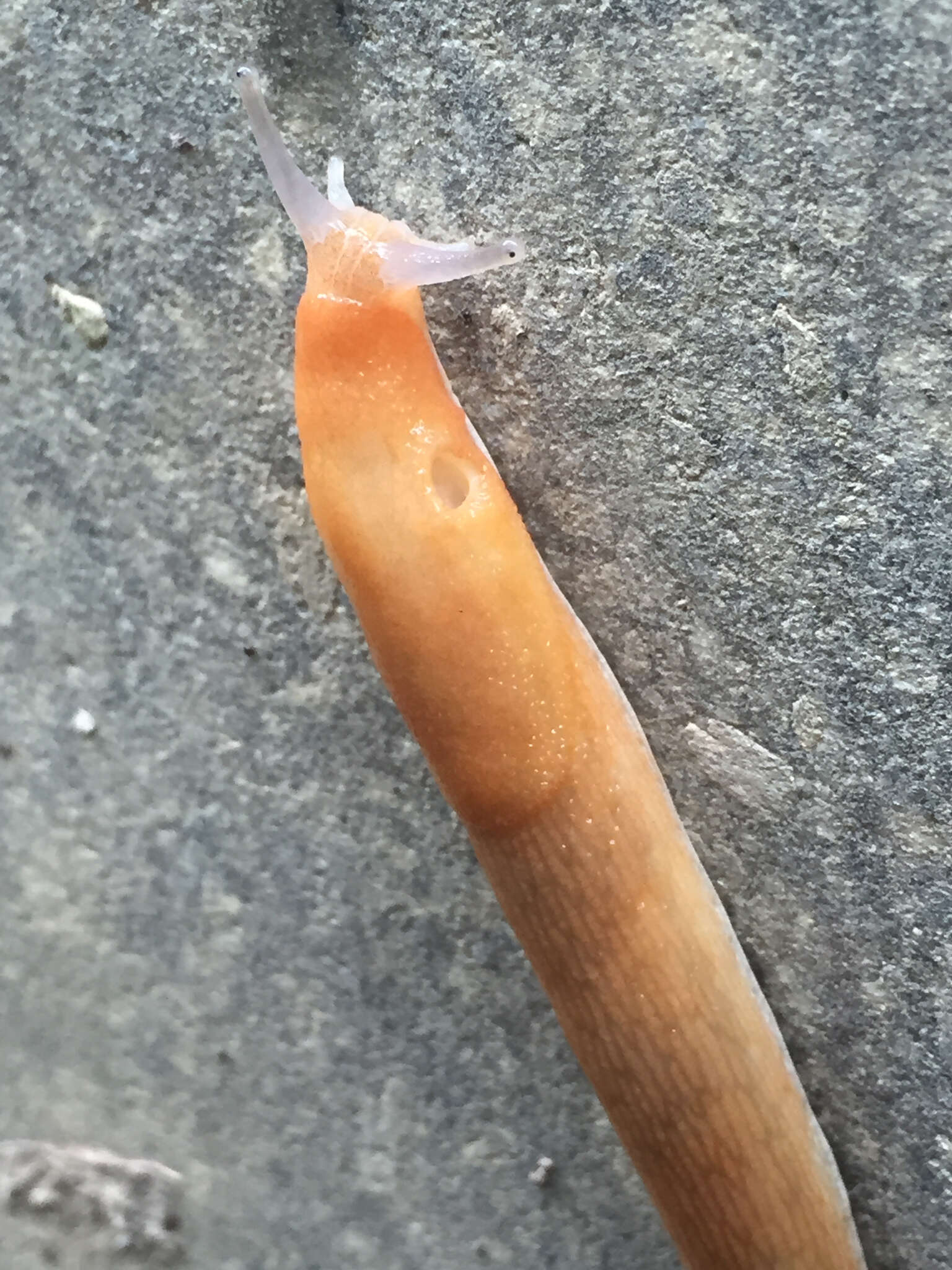 Image of Dusky Slug