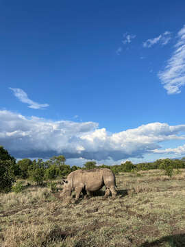 Image of White Rhinoceros