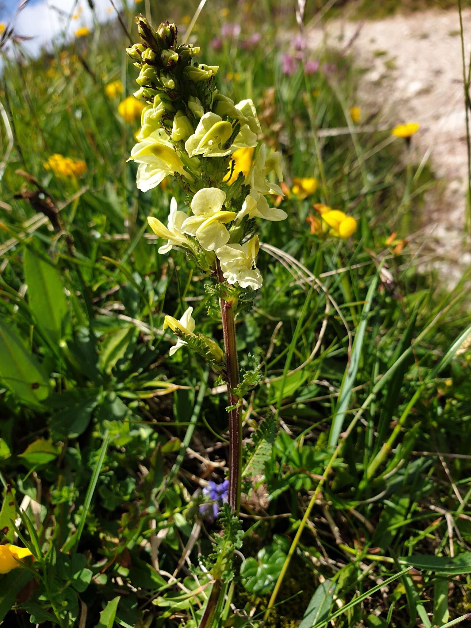 Слика од Pedicularis elongata A. Kerner