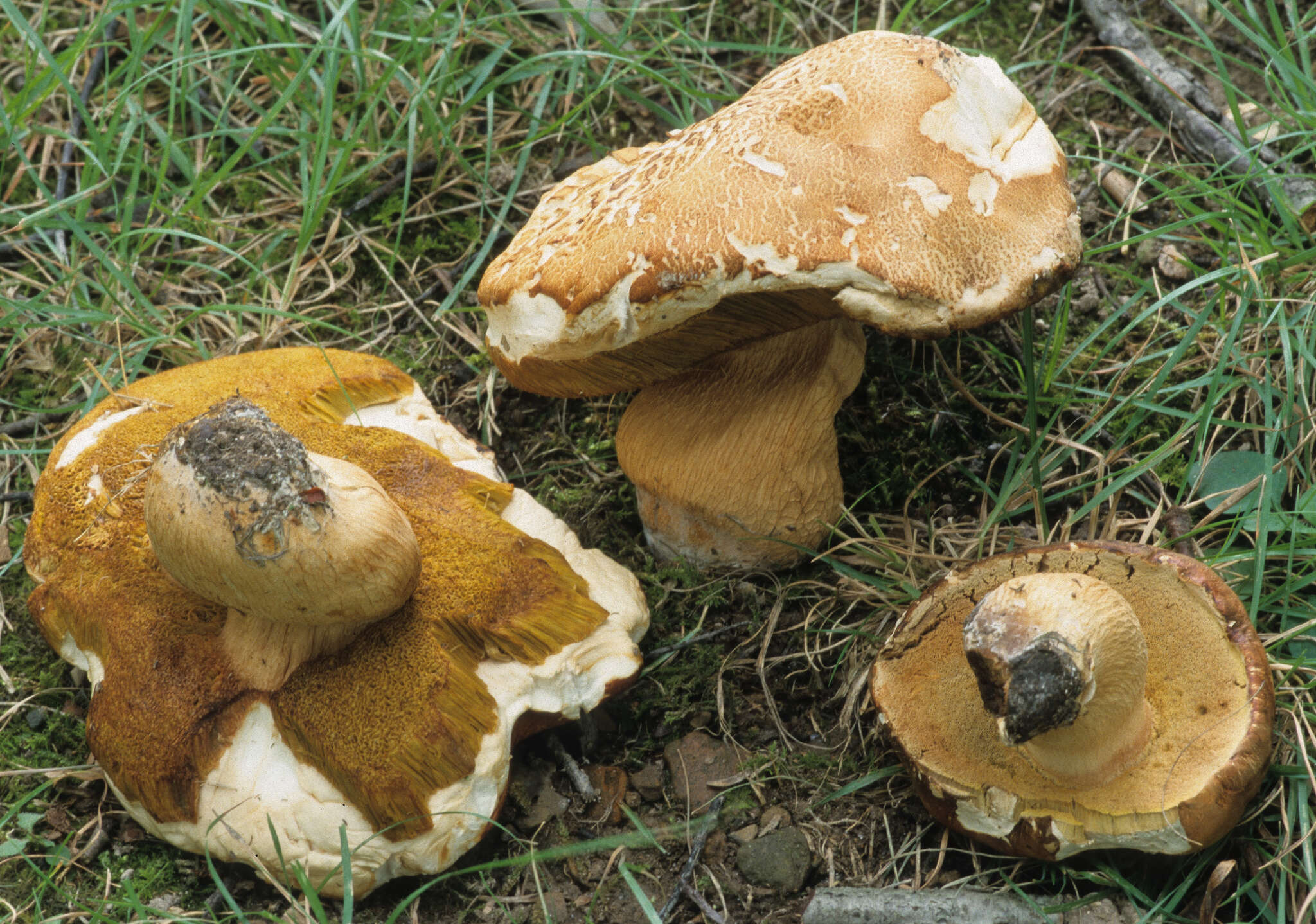 Image of Boletus atkinsonii Peck 1905