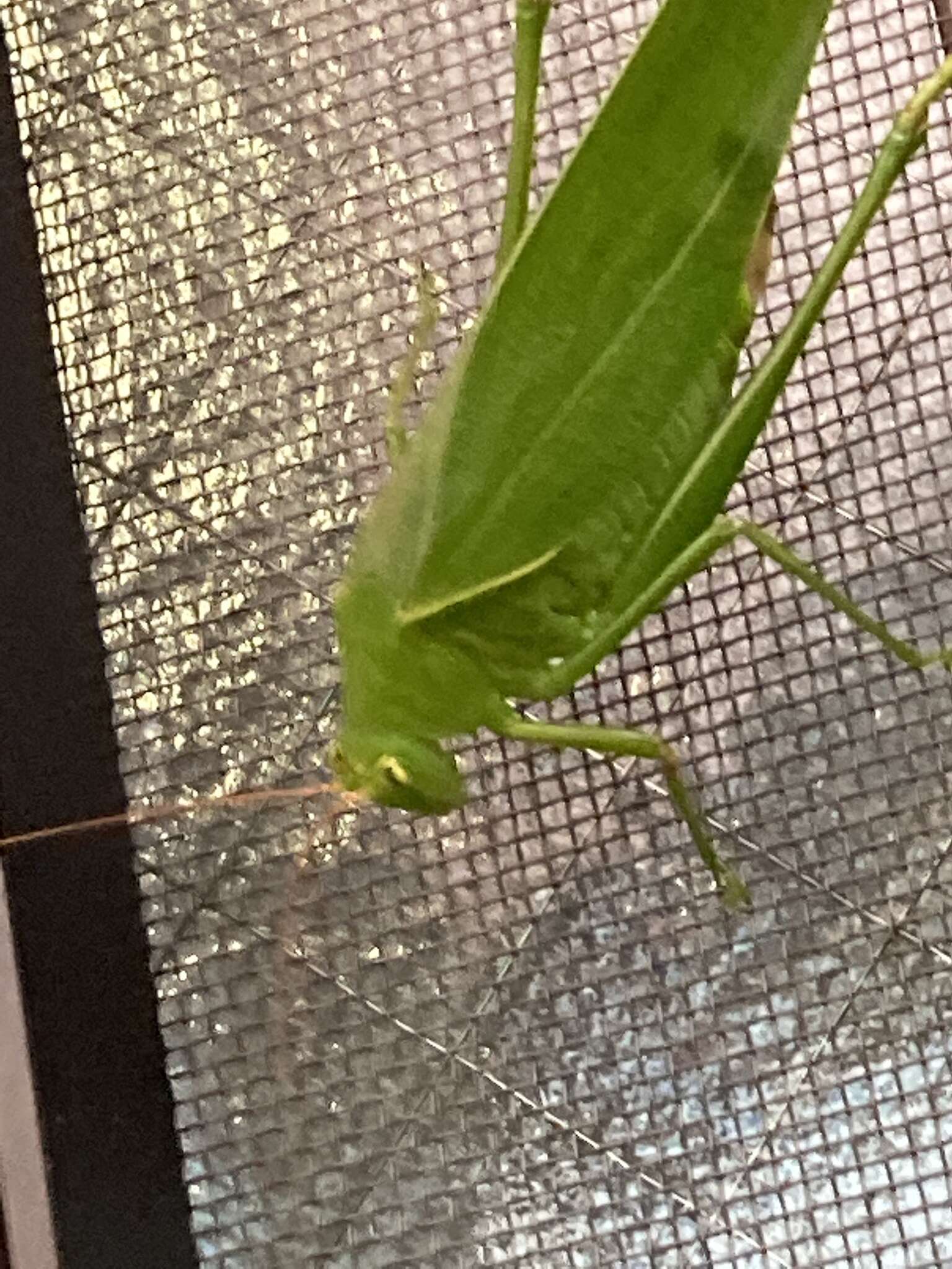 Image of Japanese broadwinged katydid