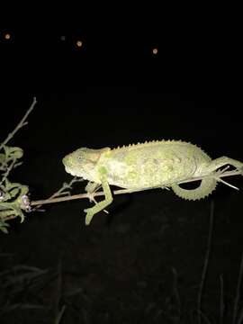 Image of Eastern Cape Dwarf Chameleon