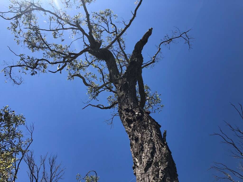 Image of silver-leaf ironbark