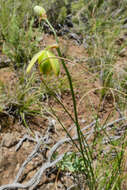 Image of Albuca juncifolia Baker