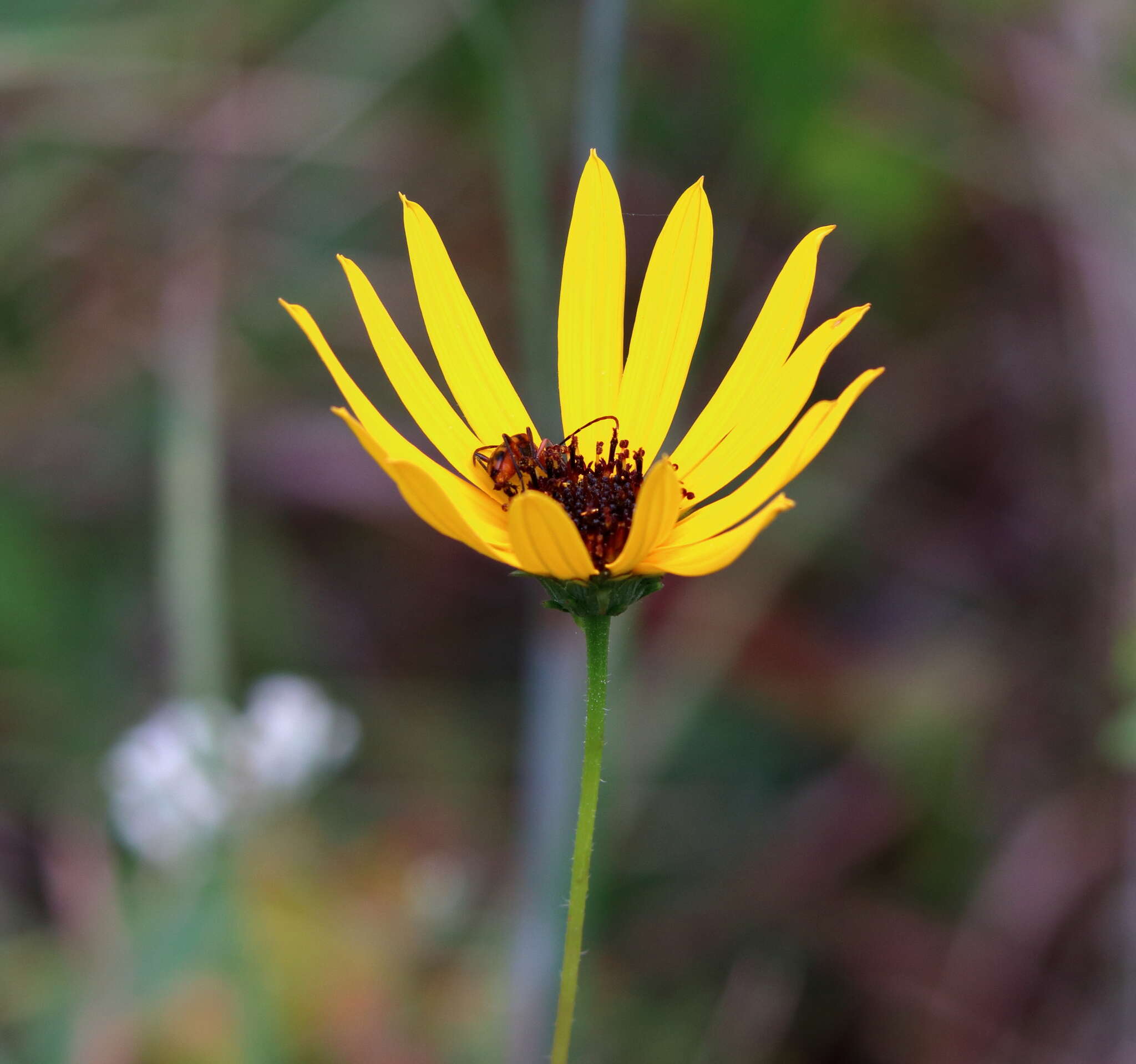 Sivun Helianthus heterophyllus Nutt. kuva