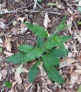 Image of Hieracium lachenalii subsp. lachenalii