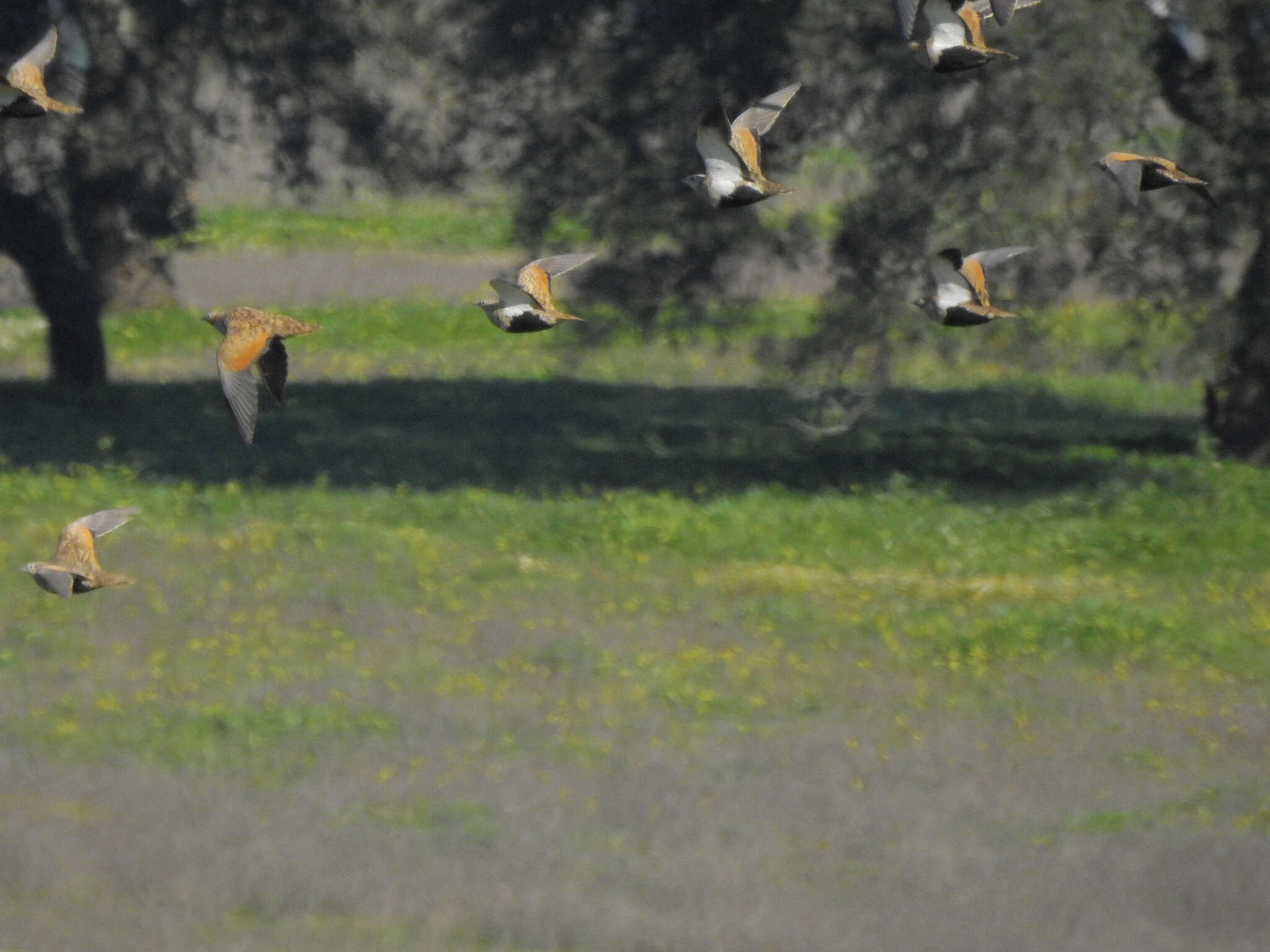 Image of Black-bellied Sandgrouse