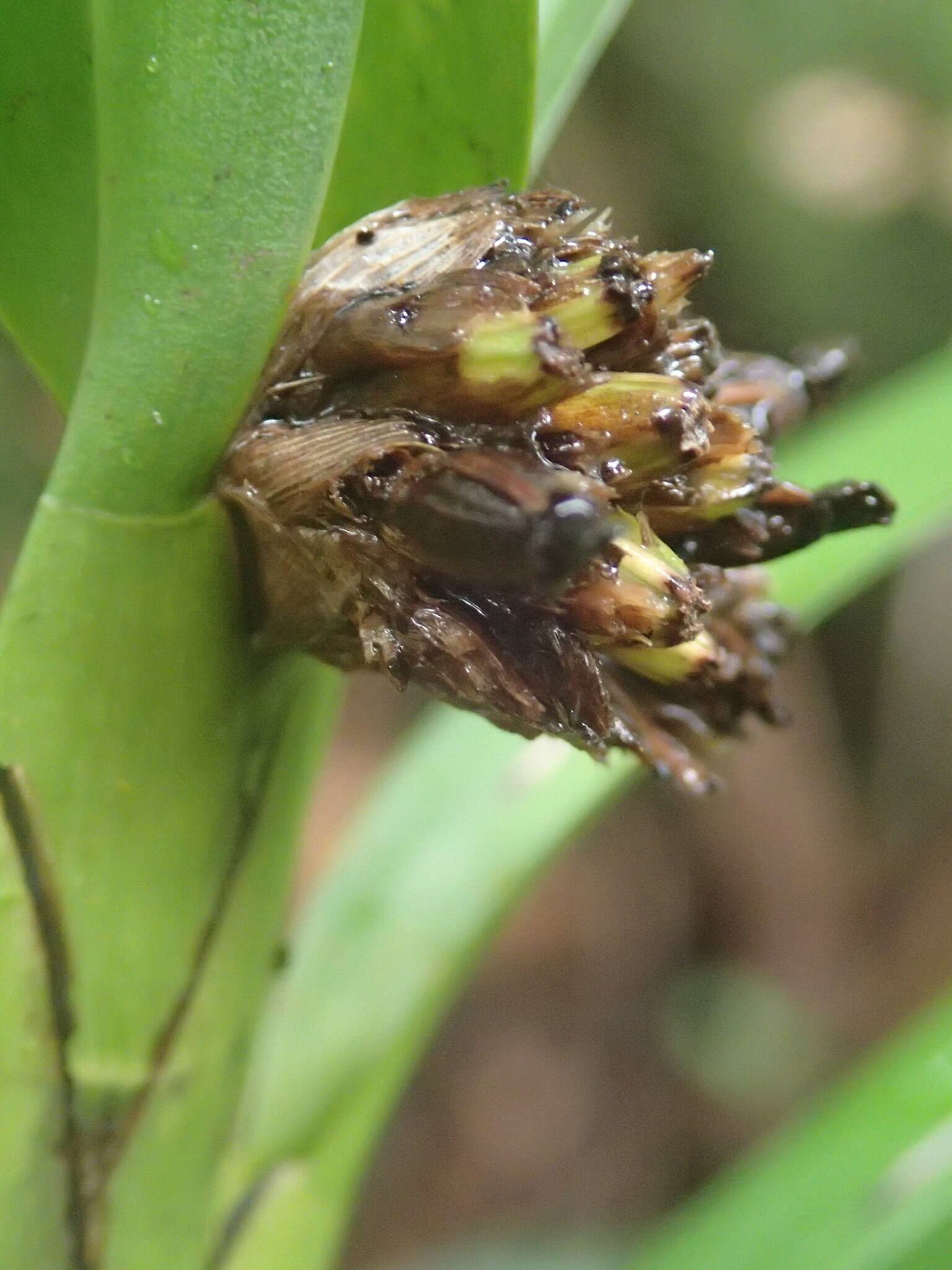 Image of Agrostophyllum occidentale Schltr.