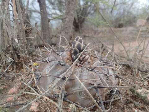 Image of Gymnocalycium striglianum Jeggle & H. Till