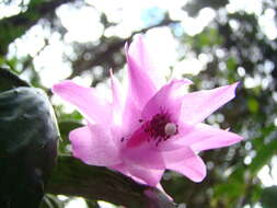 Image of Christmas Cactus