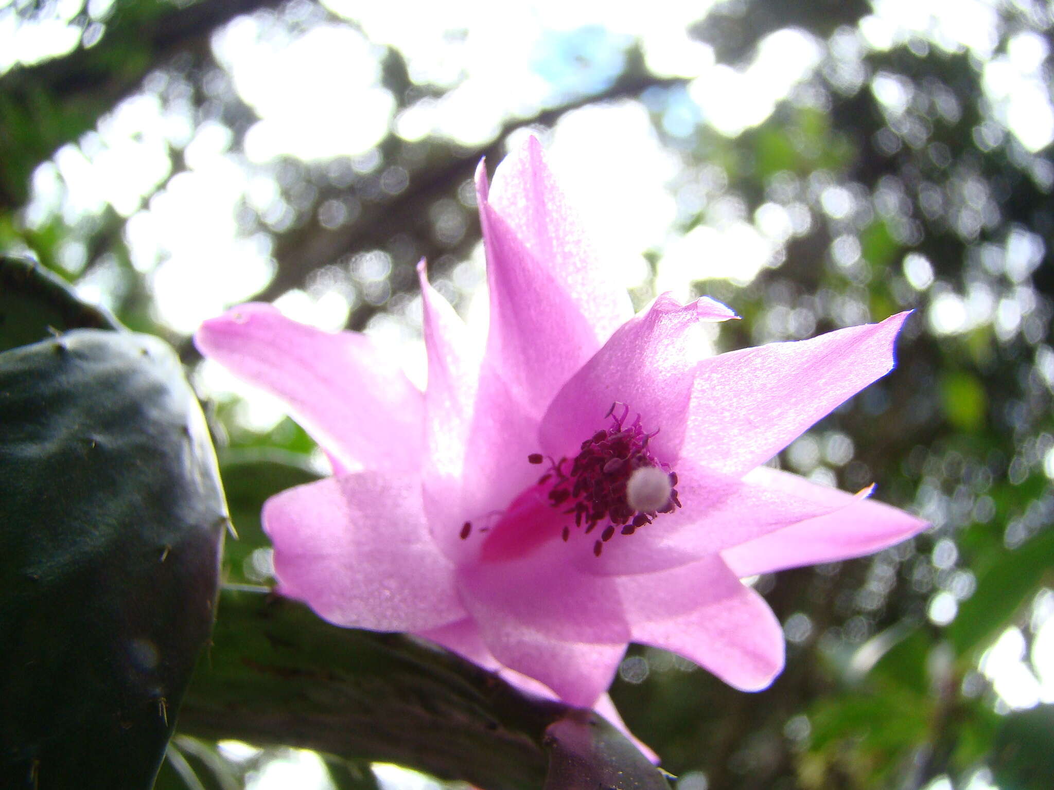 Plancia ëd Schlumbergera opuntioides (Loefgr. & Dusén) D. R. Hunt