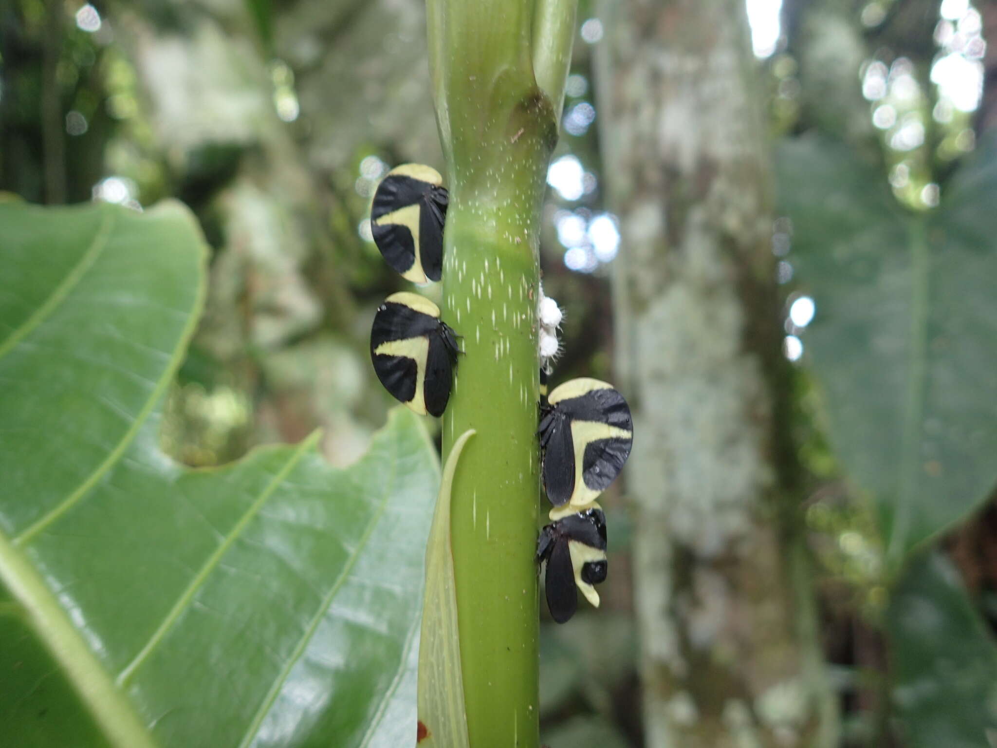 Image of Black-and-white treehopper