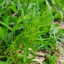 Image of Rumex rossicus Murb.