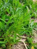 Image of Rumex rossicus Murb.