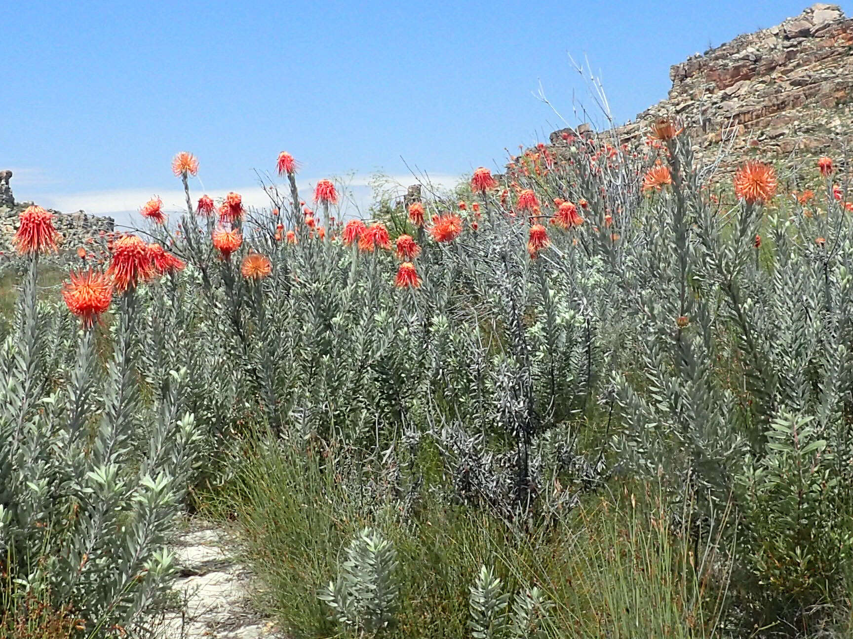 Sivun Leucospermum reflexum Buek ex Meissn. kuva