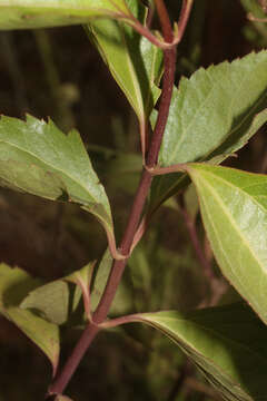 Plancia ëd Chromolaena austera (B. L. Rob.) R. King & H. Rob.