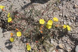 Image of Mojave suncup