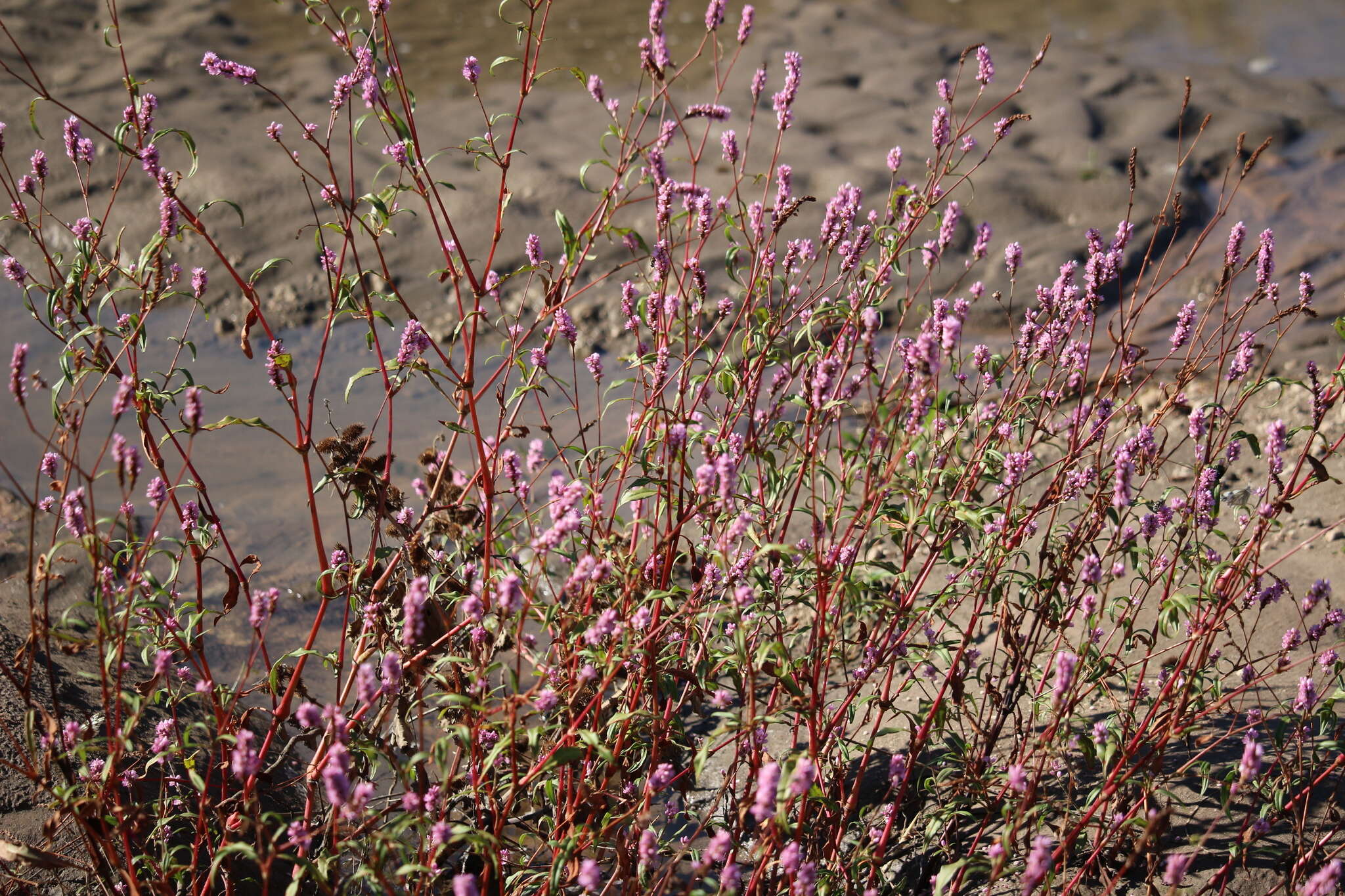 Image of Pink Knotweed