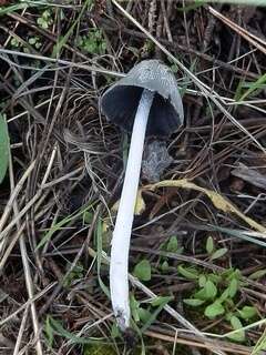 Imagem de Coprinopsis jonesii (Peck) Redhead, Vilgalys & Moncalvo 2001