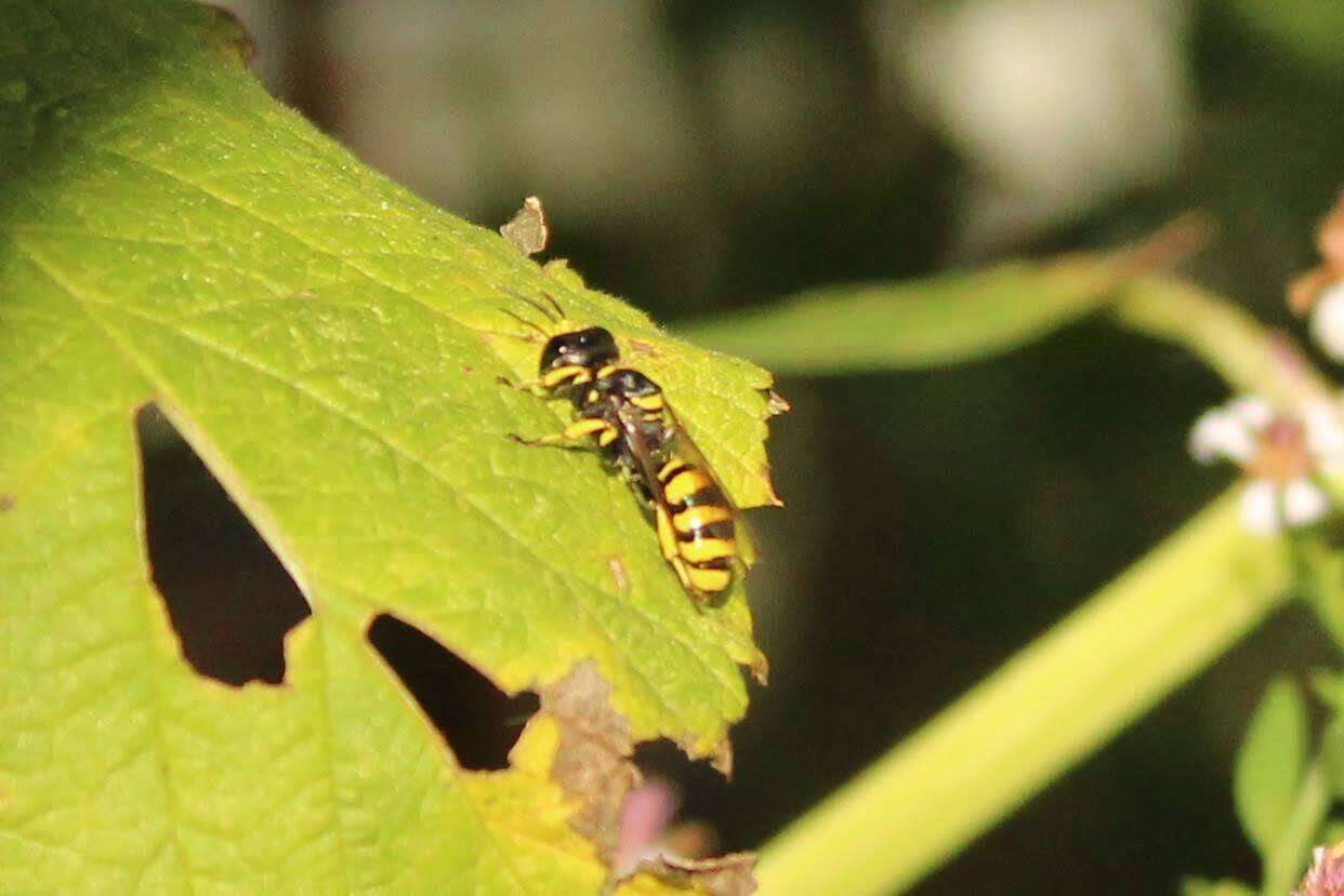 Ectemnius cephalotes (Olivier 1792)的圖片