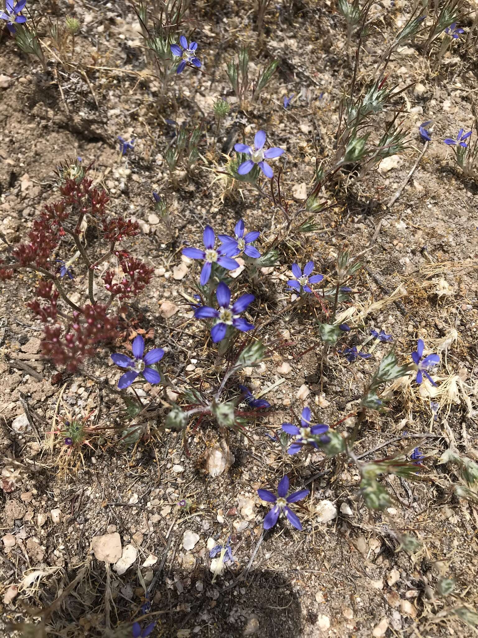 Imagem de Eriastrum virgatum (Benth.) Mason