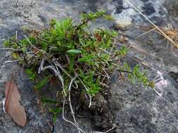 Image of Plocama calabrica (L. fil.) M. Backlund & Thulin