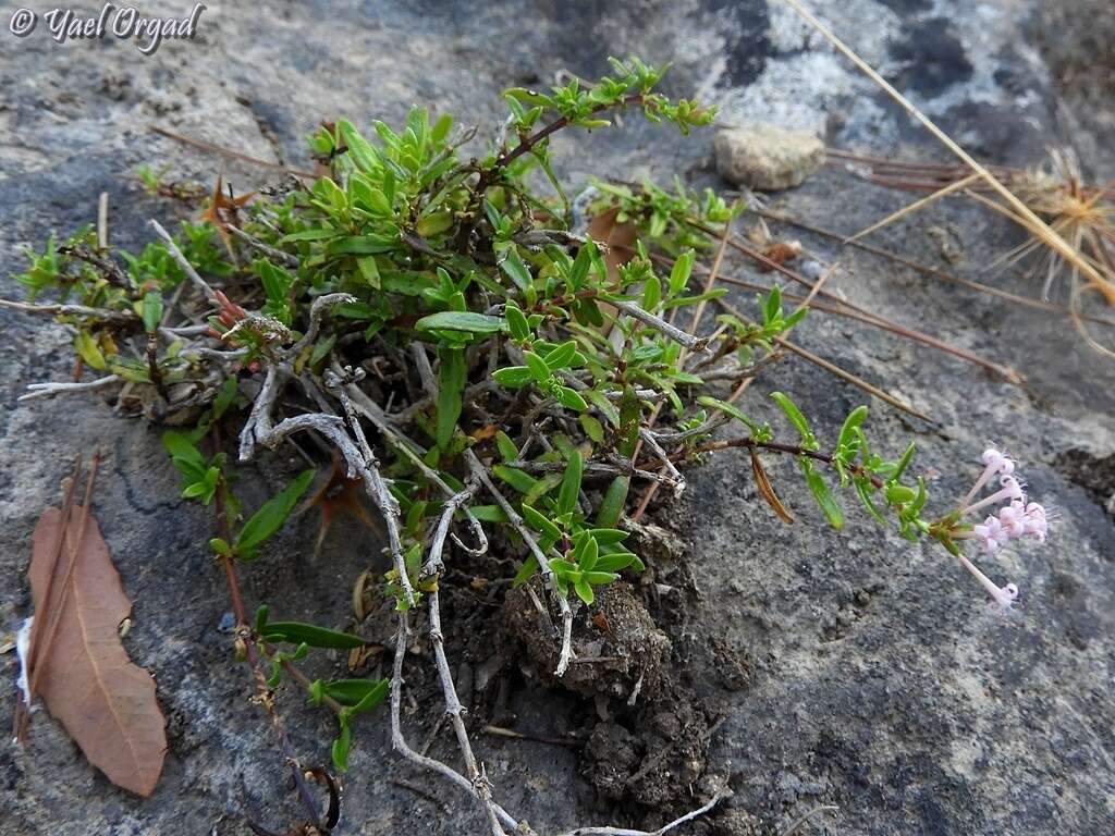 Plocama calabrica (L. fil.) M. Backlund & Thulin的圖片