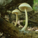 Pluteus inquilinus Romagn. 1979 resmi