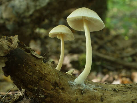 Image of Pluteus inquilinus Romagn. 1979