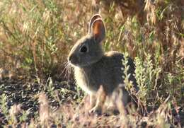 Image of Mountain Cottontail