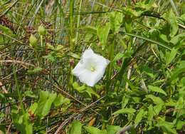 Image de Calystegia silvatica subsp. disjuncta R. K. Brummitt