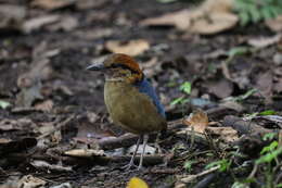 Image of Schneider's Pitta