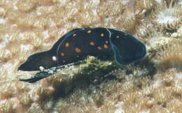 Image of Chelidonura punctata Eliot 1903