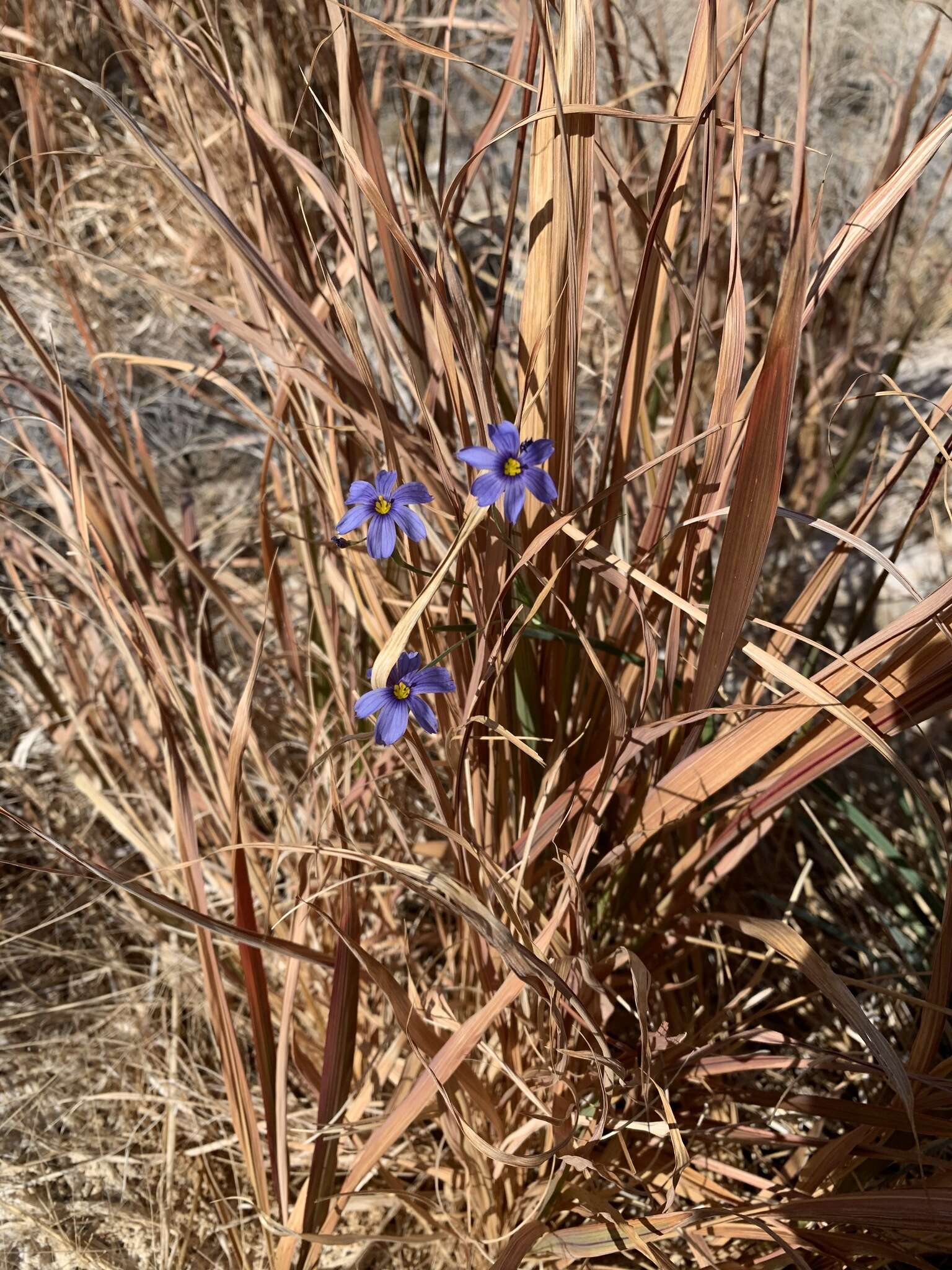 Image of Funeral Mountain blue-eyed grass