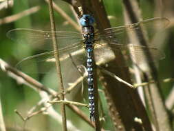 Image of Spatterdock Darner