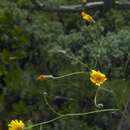 Image of Hieracium glaucum All.