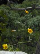 صورة Hieracium glaucum All.