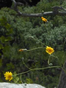 Image of Hieracium glaucum All.