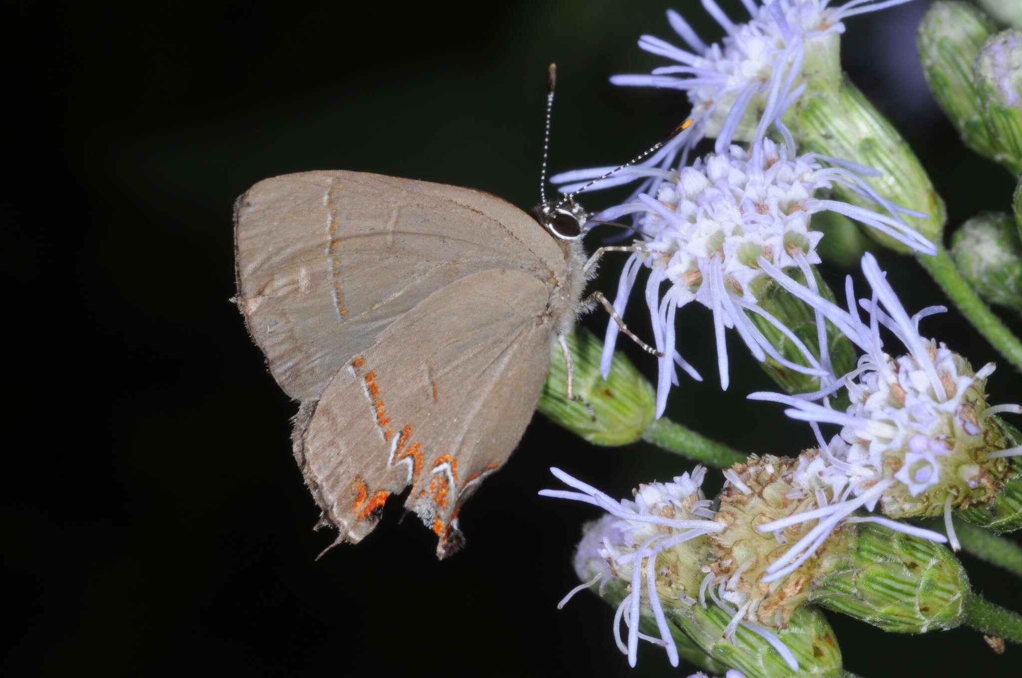 Image of Calycopis caulonia (Hewitson (1877))