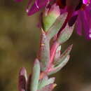 Image of Lampranthus swartbergensis (Bol.) N. E. Br.