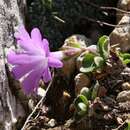 Primula tyrolensis H. W. Schott resmi