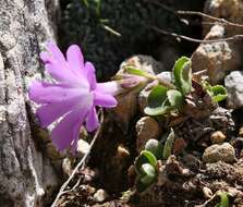 Image of Primula tyrolensis H. W. Schott